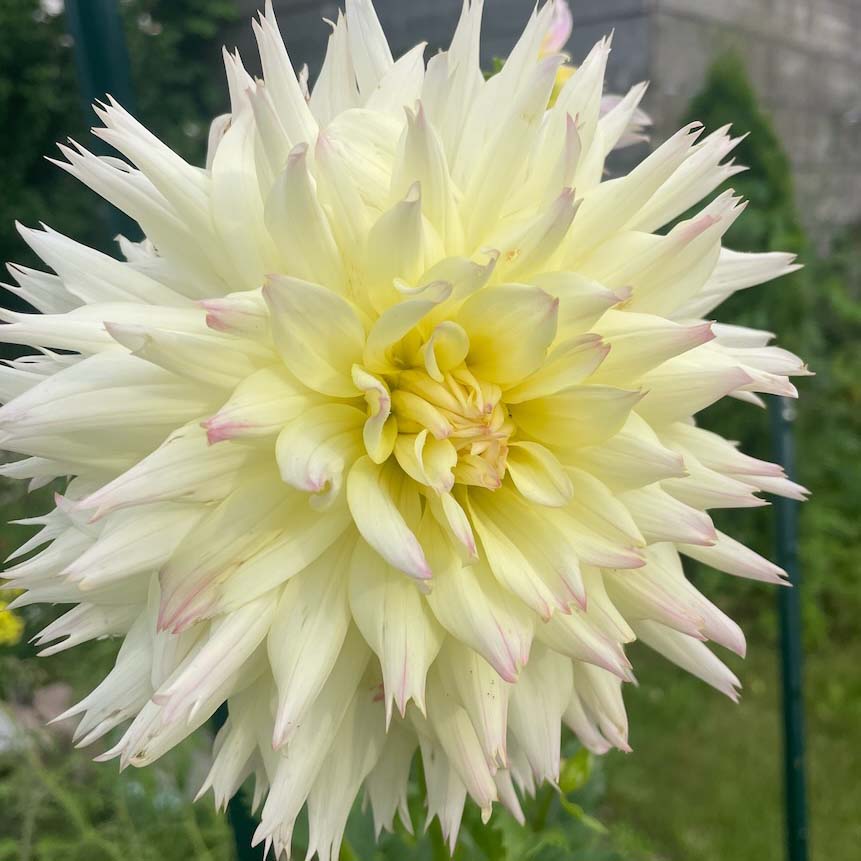Citron du Cap