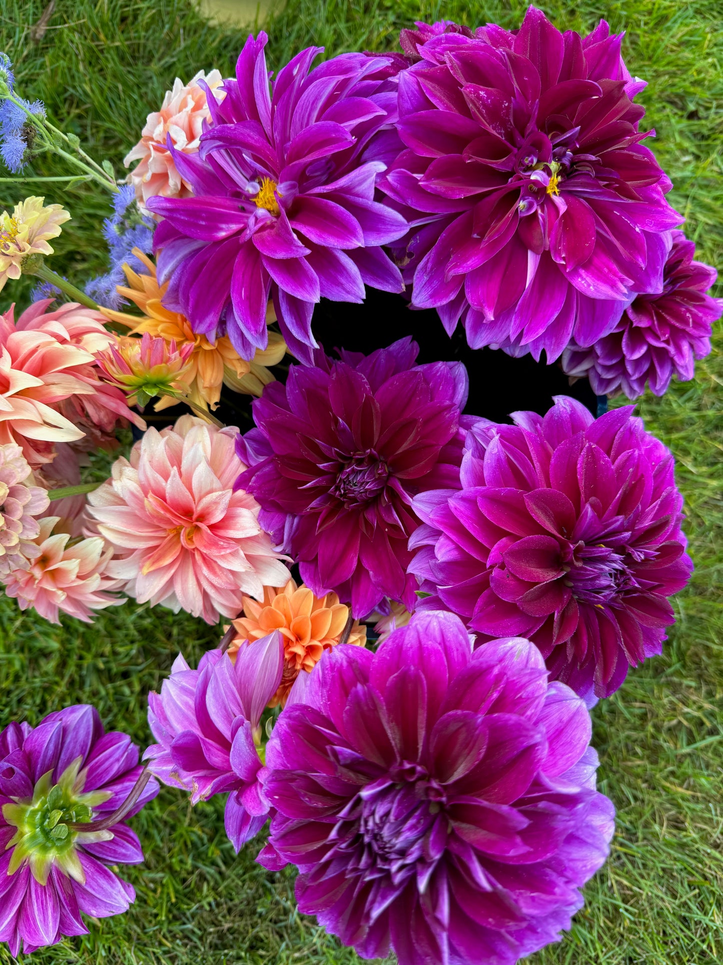2025 Dahlia Bouquet Subscription (8 Weeks)