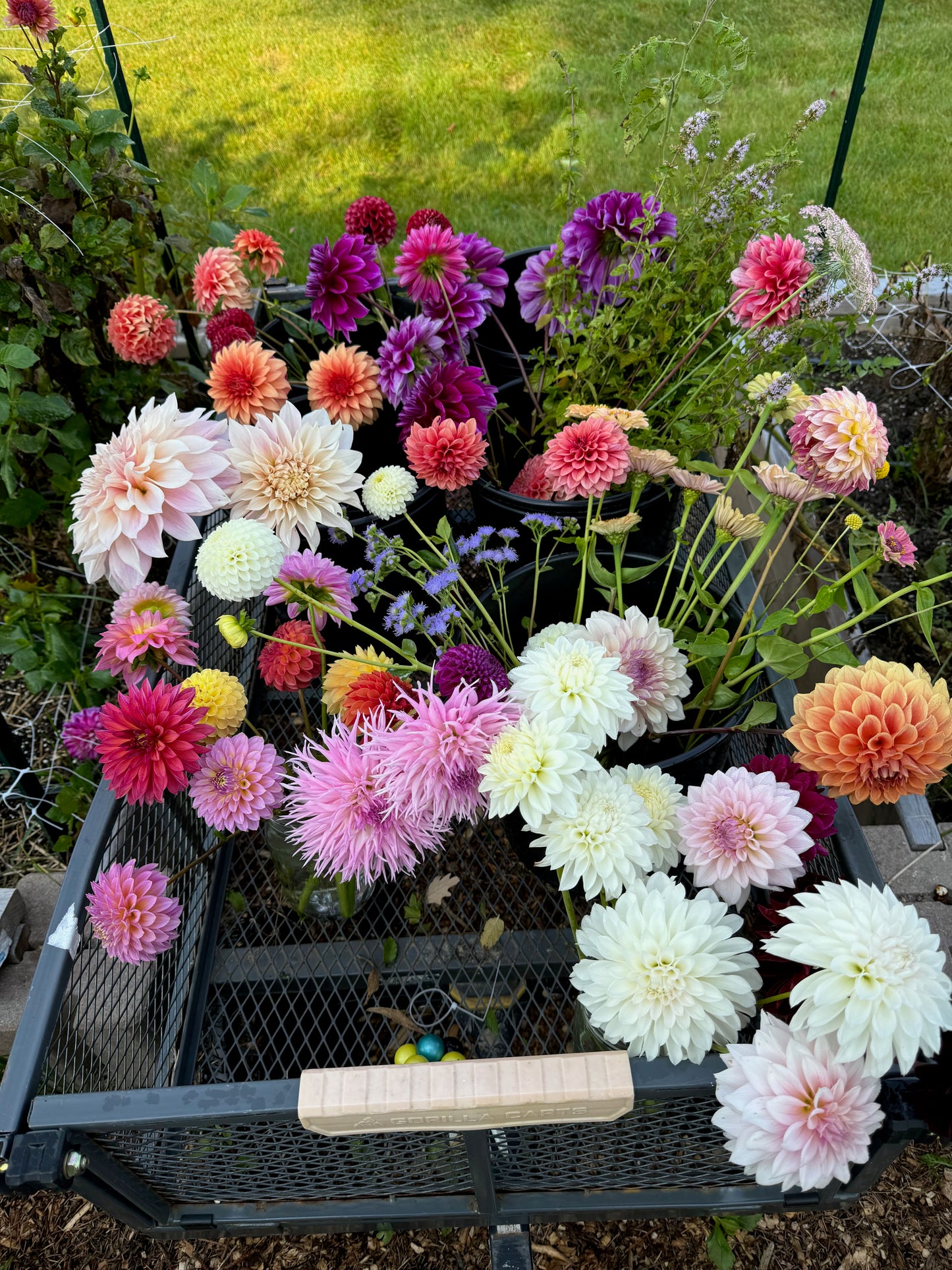 2025 Dahlia Bouquet Subscription (8 Weeks)
