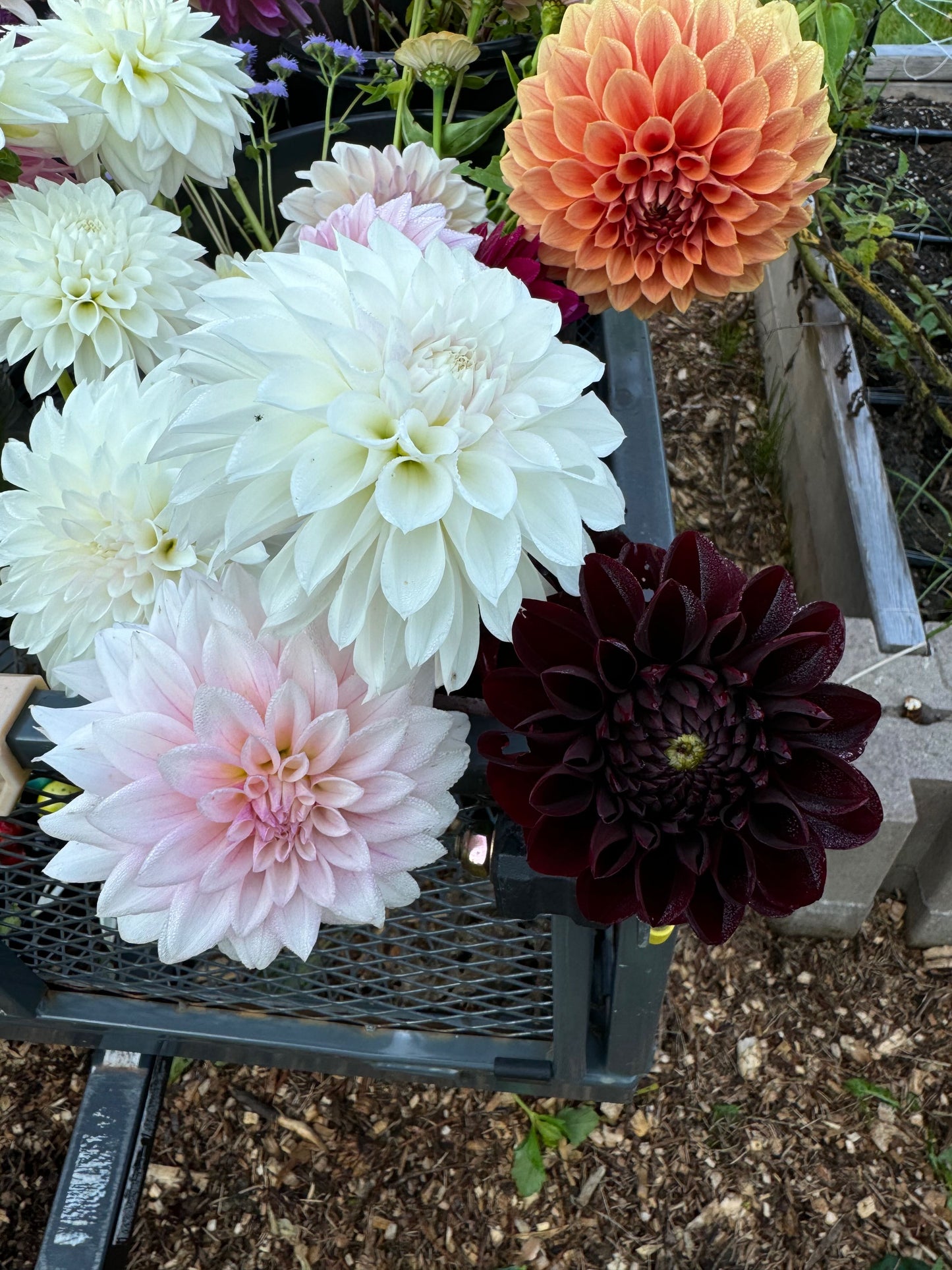 2025 Dahlia Bouquet Subscription (8 Weeks)