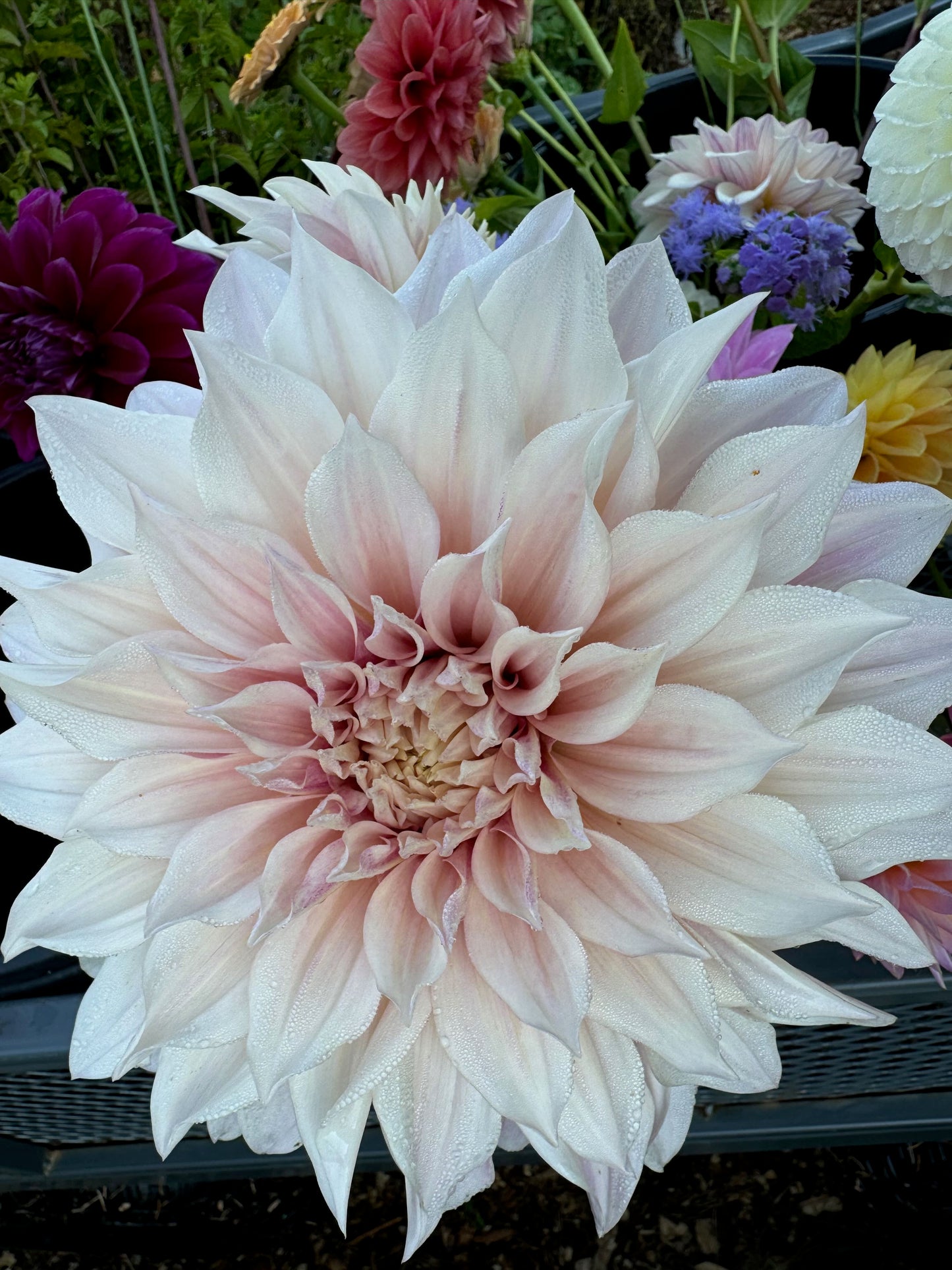 2025 Dahlia Bouquet Subscription (8 Weeks)