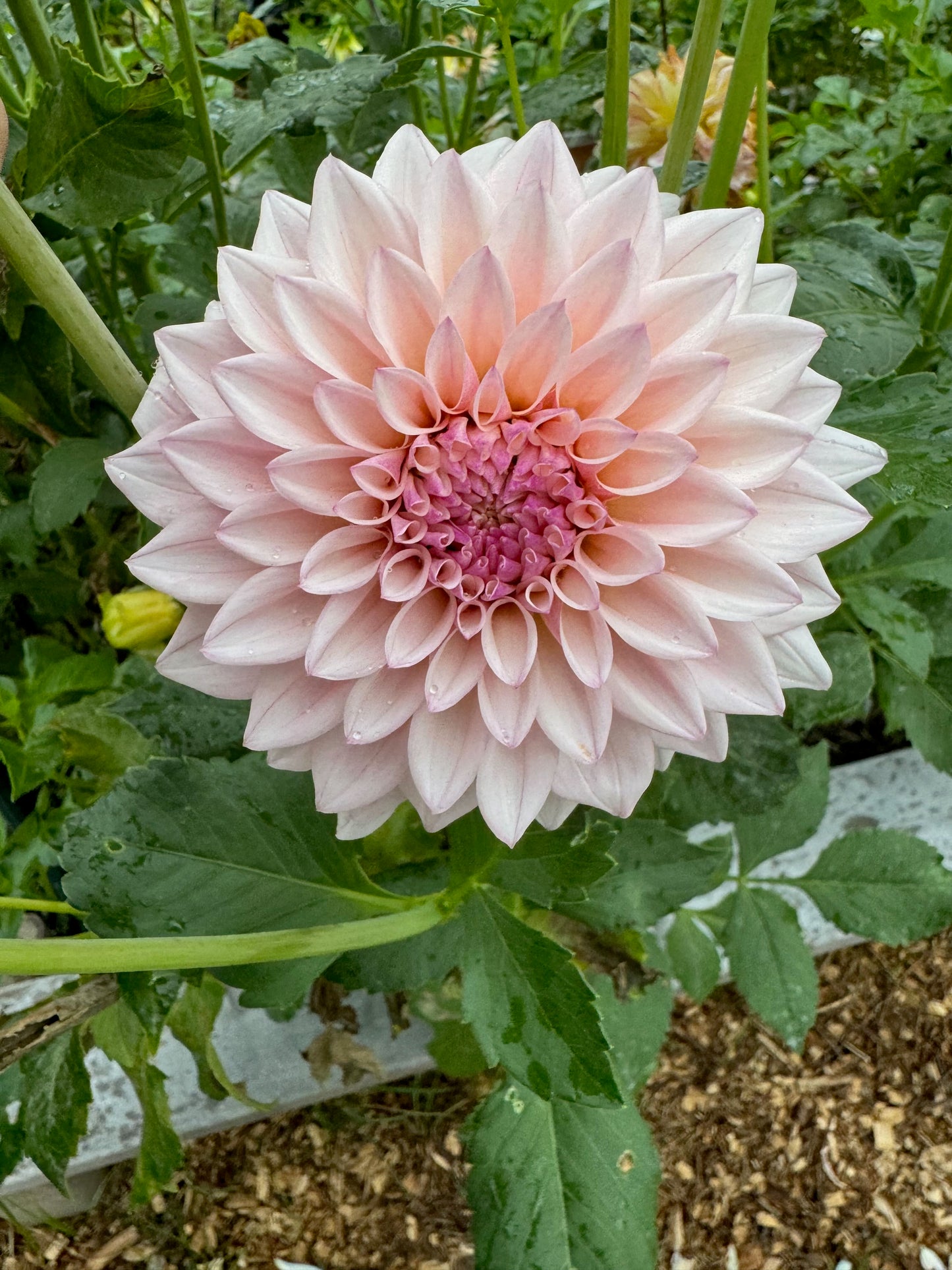 2025 Dahlia Bouquet Subscription (8 Weeks)