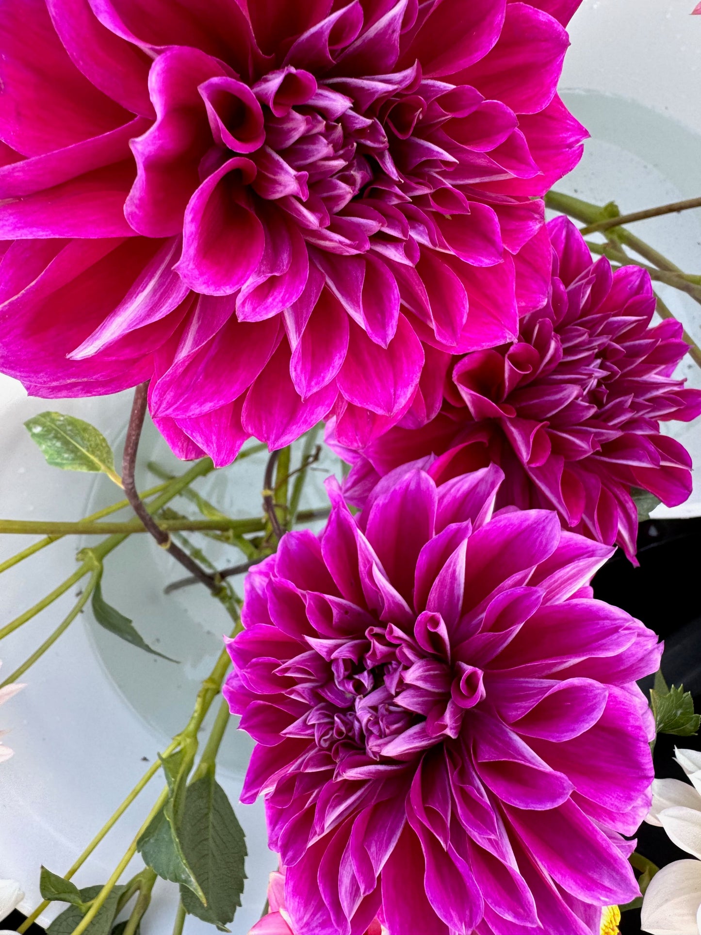 2025 Dahlia Bouquet Subscription (8 Weeks)
