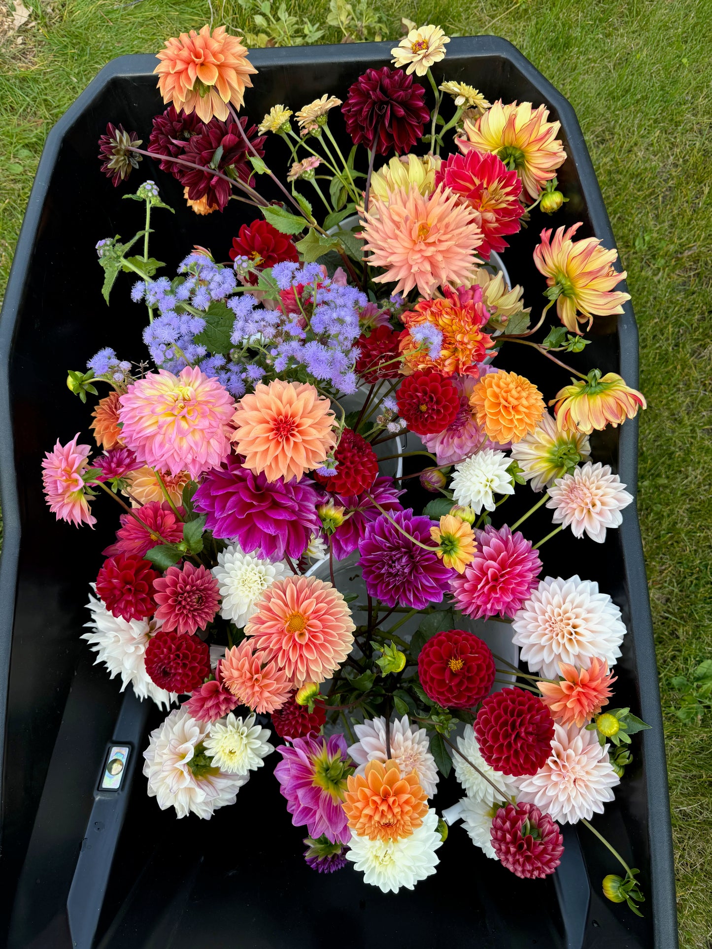 2025 Dahlia Bouquet Subscription (8 Weeks)