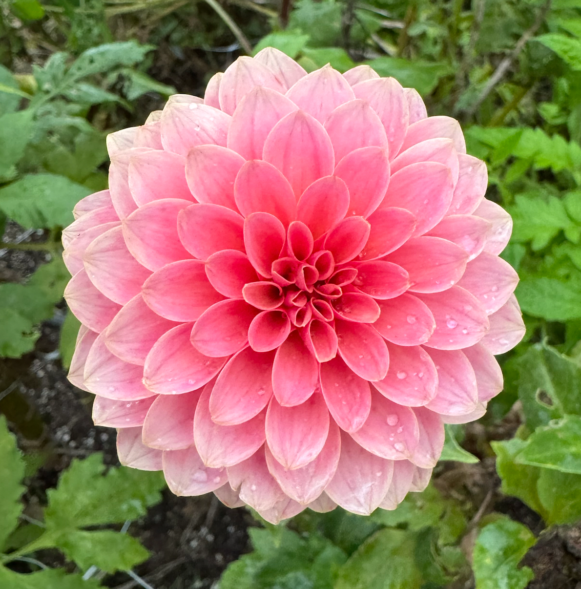 KA's™ Guava