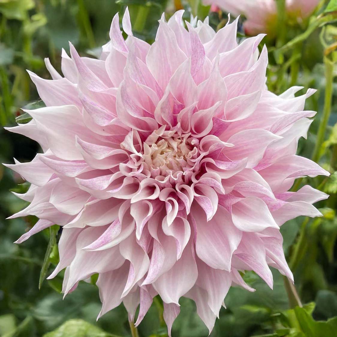 KA's Lavender Blush