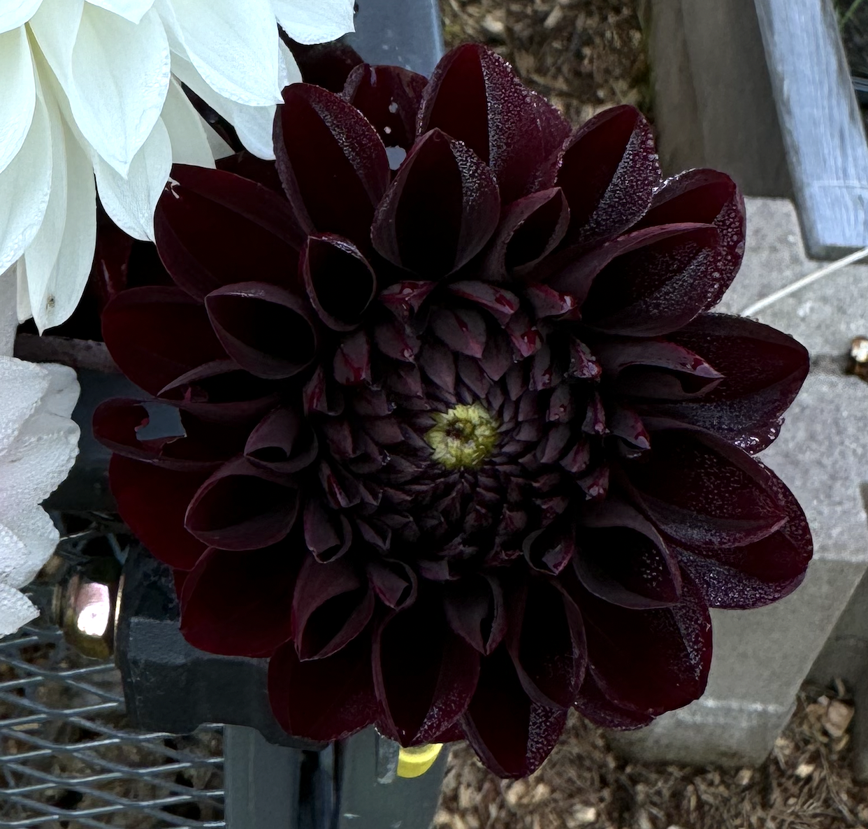 Kennedy Hill Black Capps