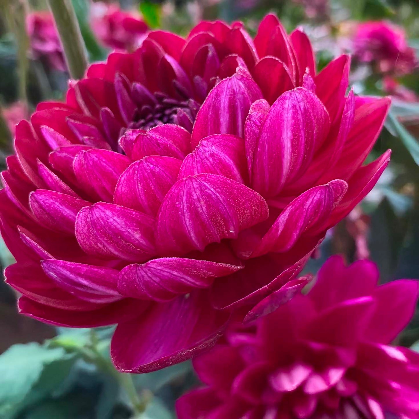 Sandia Bertha