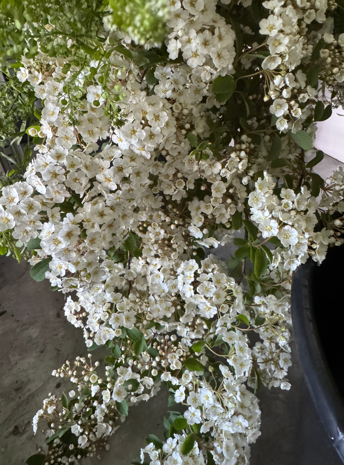 🌸 Premium Spring Flower Share (8 weeks, April-June)