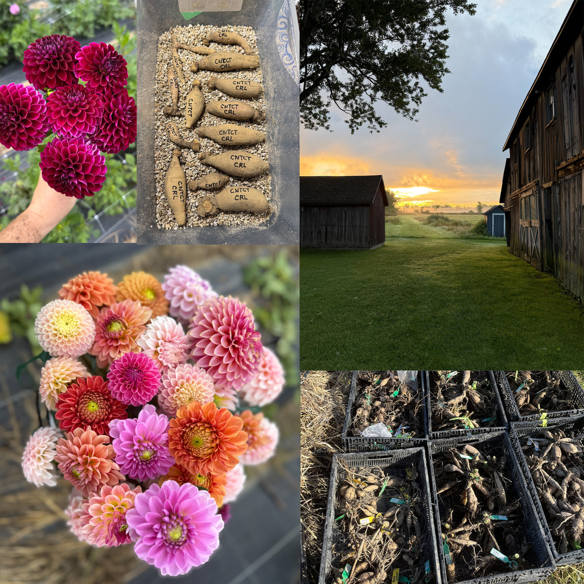 Dahlia Dig & Divide Workshop | Saturday, November 7th