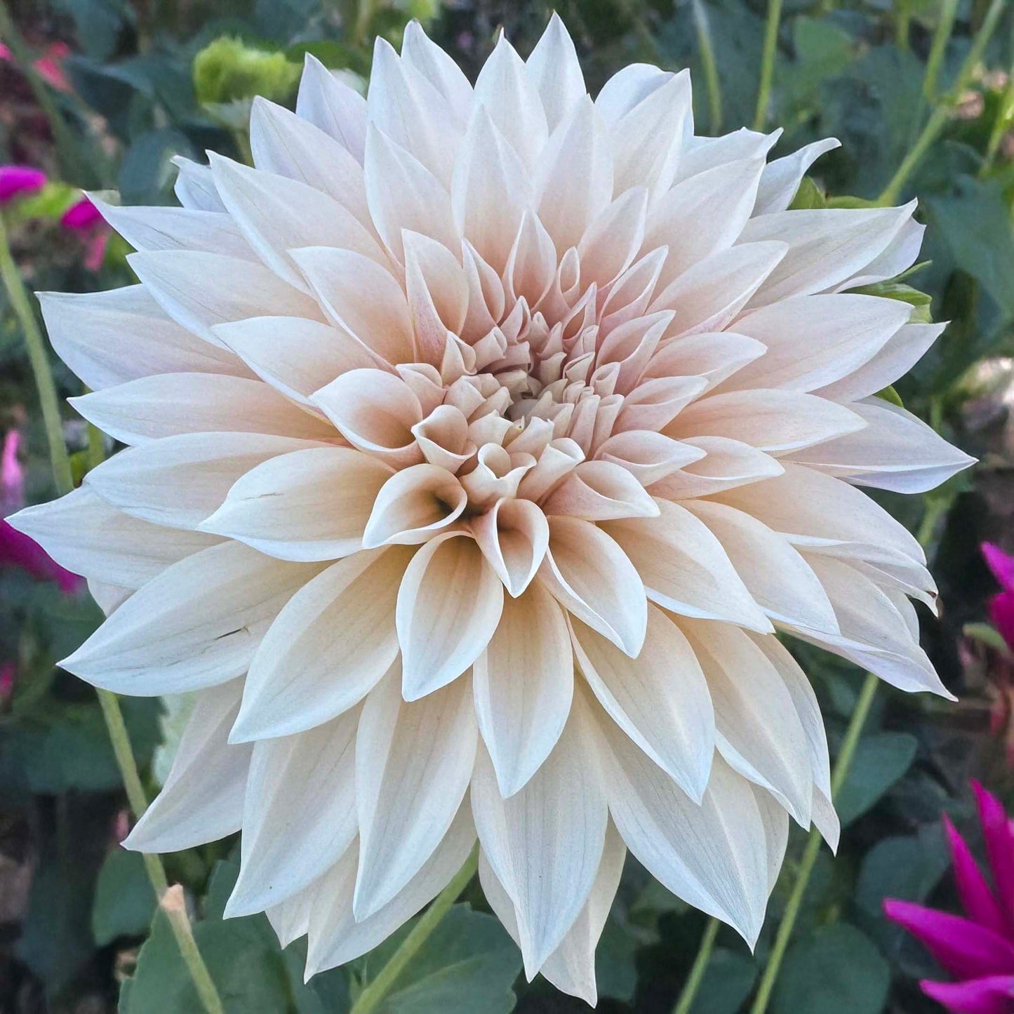 Cafe Au Lait