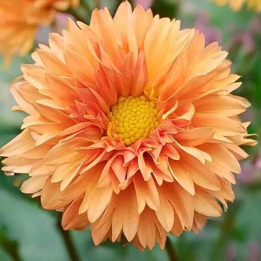 Coseytown Lions Mane