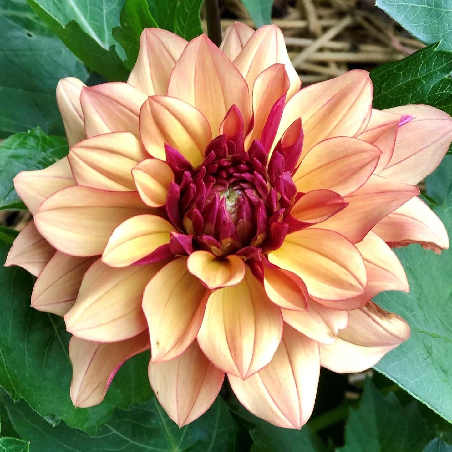 Creme de Cognac