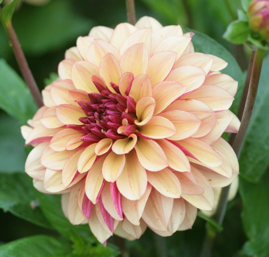 Creme de Cognac