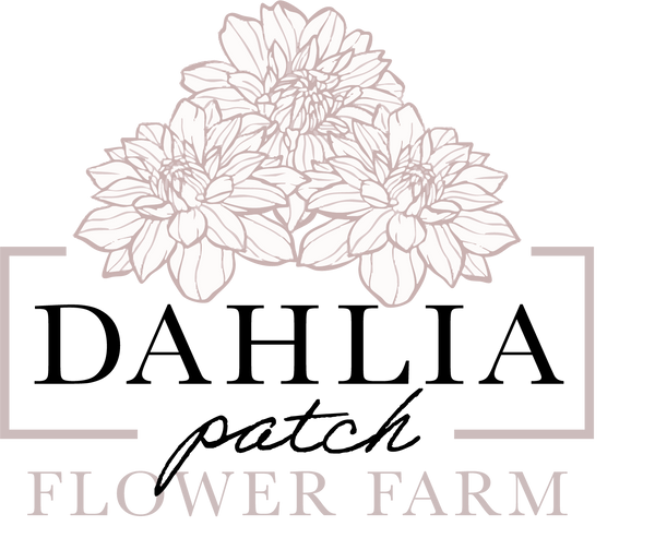 Dahlia Patch