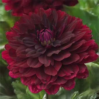 Hollyhill Black Widow