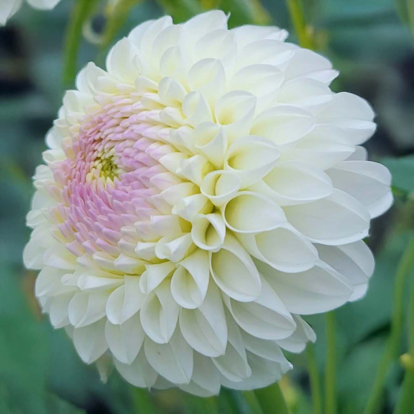 Hollyhill Miss White