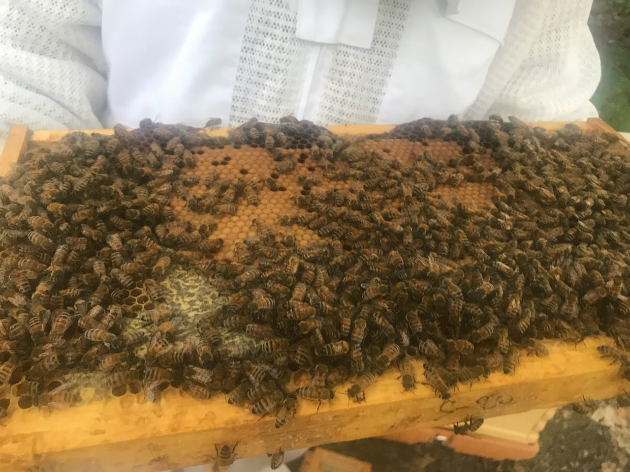 Local Raw Honey from Dahlia Patch