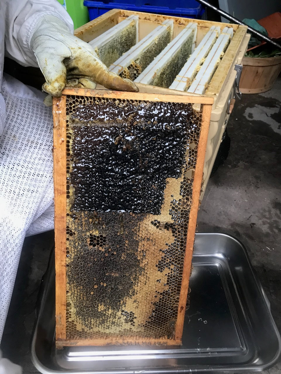 Local Raw Honey from Dahlia Patch