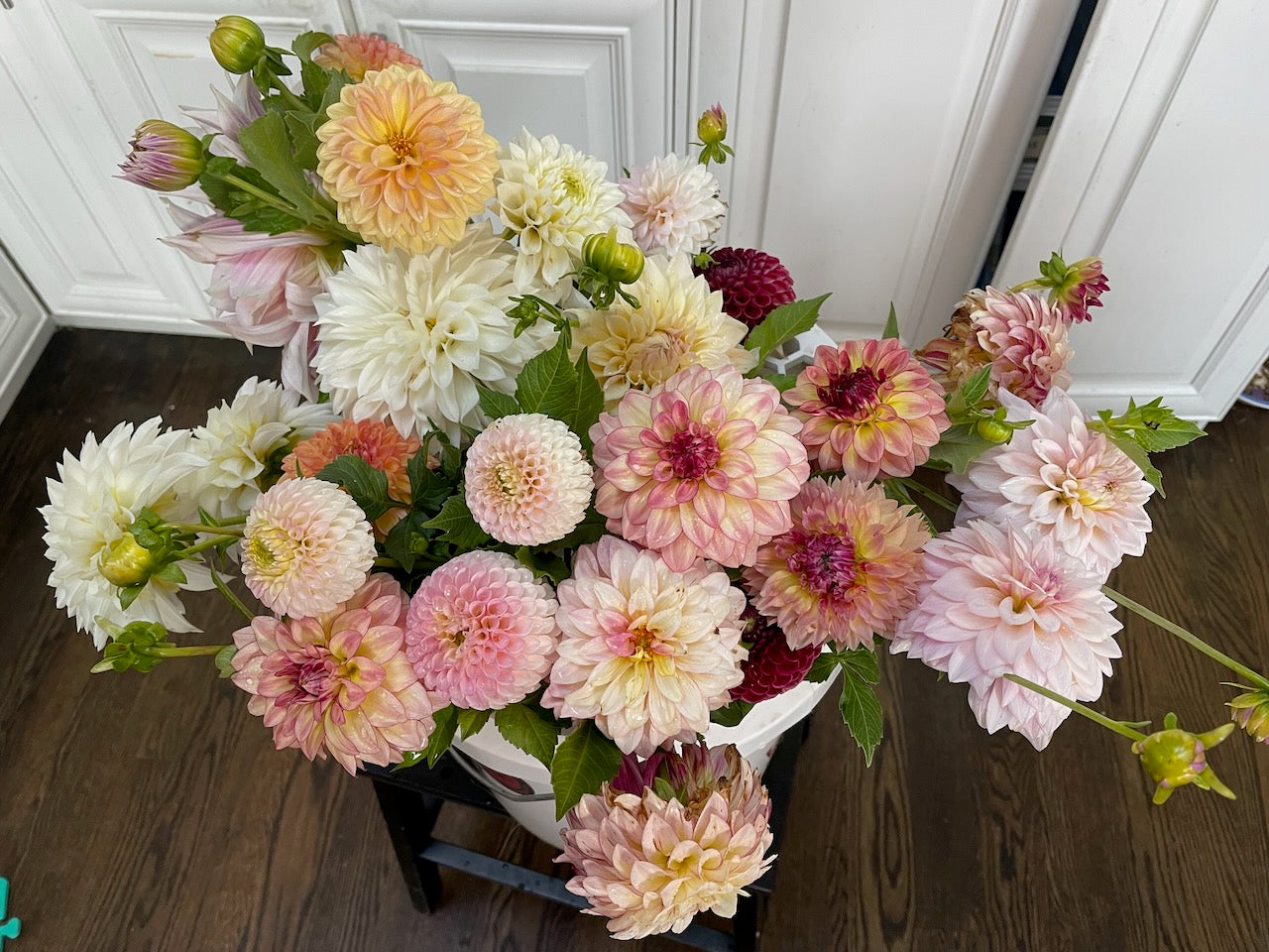 🌸 Premium Fall Dahlia Flower Share 2026 (6 weeks August-September)