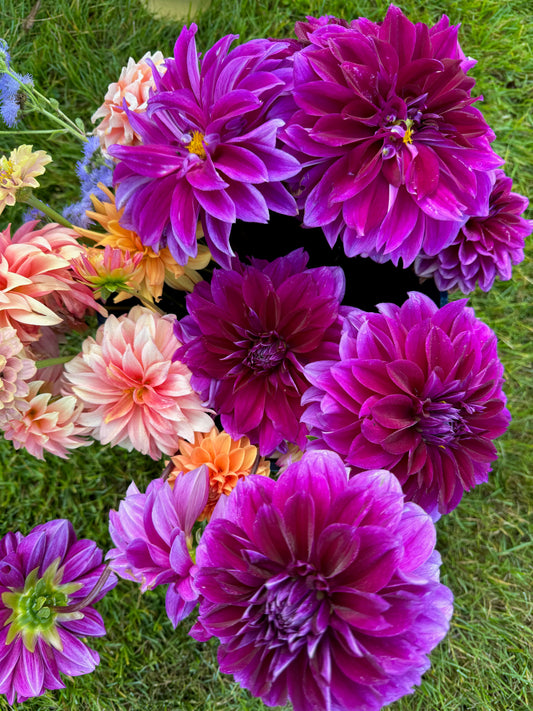 2025 September Dahlia Bouquet Subscription (4 Weeks)