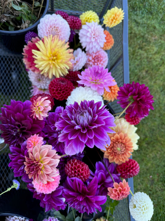 2025 July/August Dahlia Bouquet Subscription (4 Weeks)