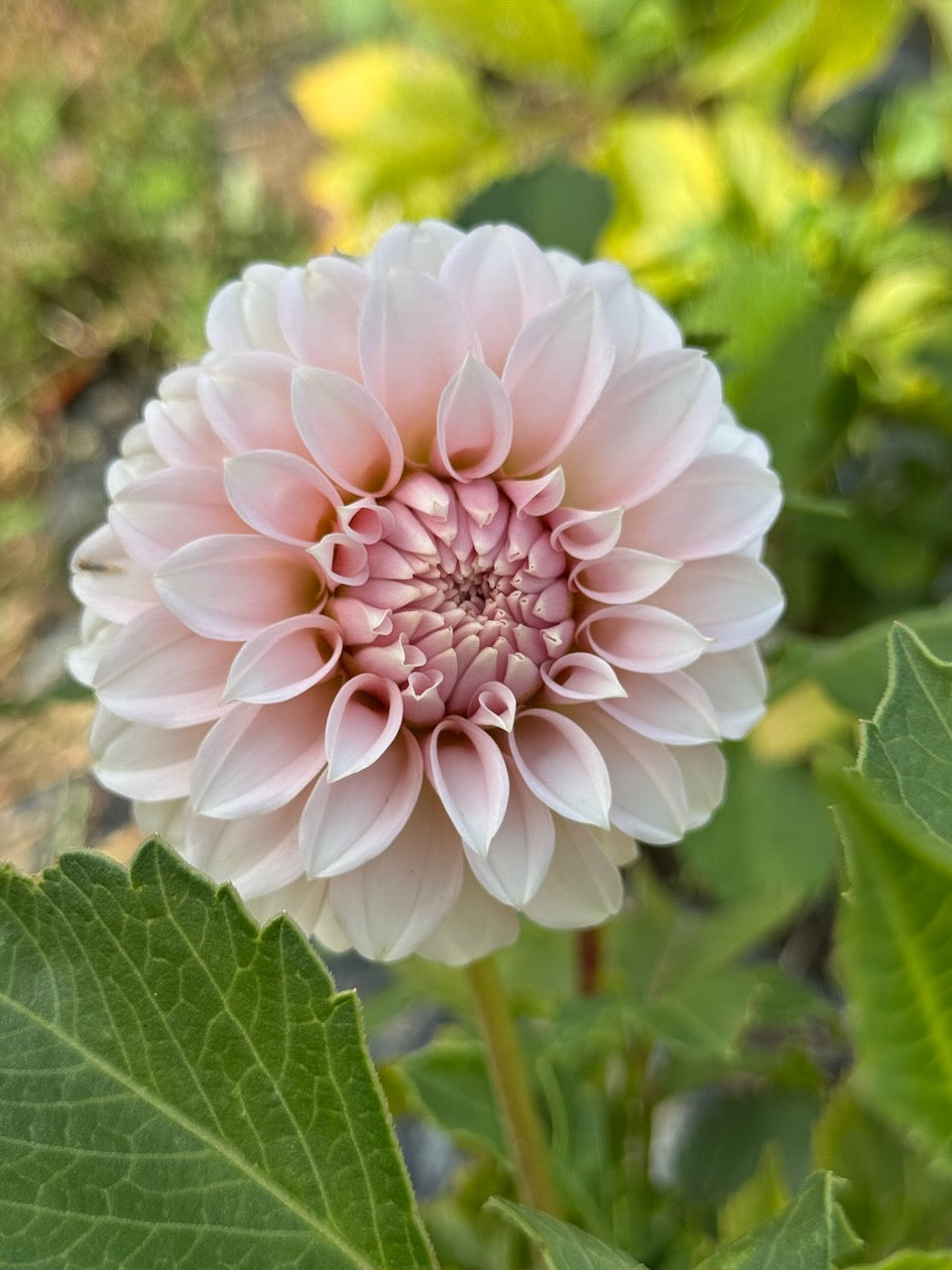 🌸 Premium Fall Dahlia Flower Share 2026 (6 weeks August-September)