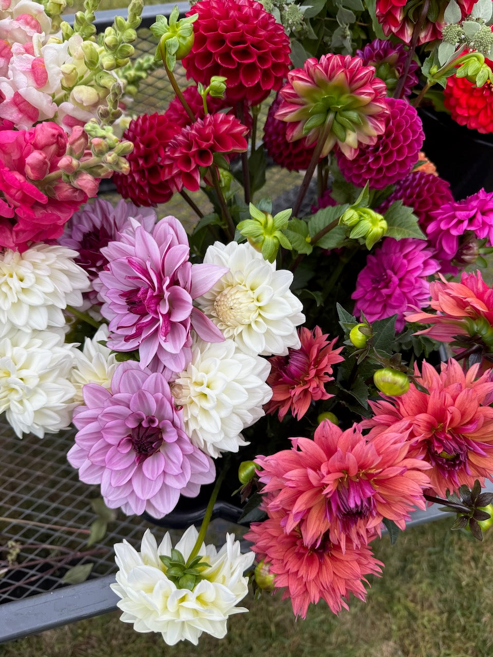 🌸 Premium Fall Dahlia Flower Share 2026 (6 weeks August-September)