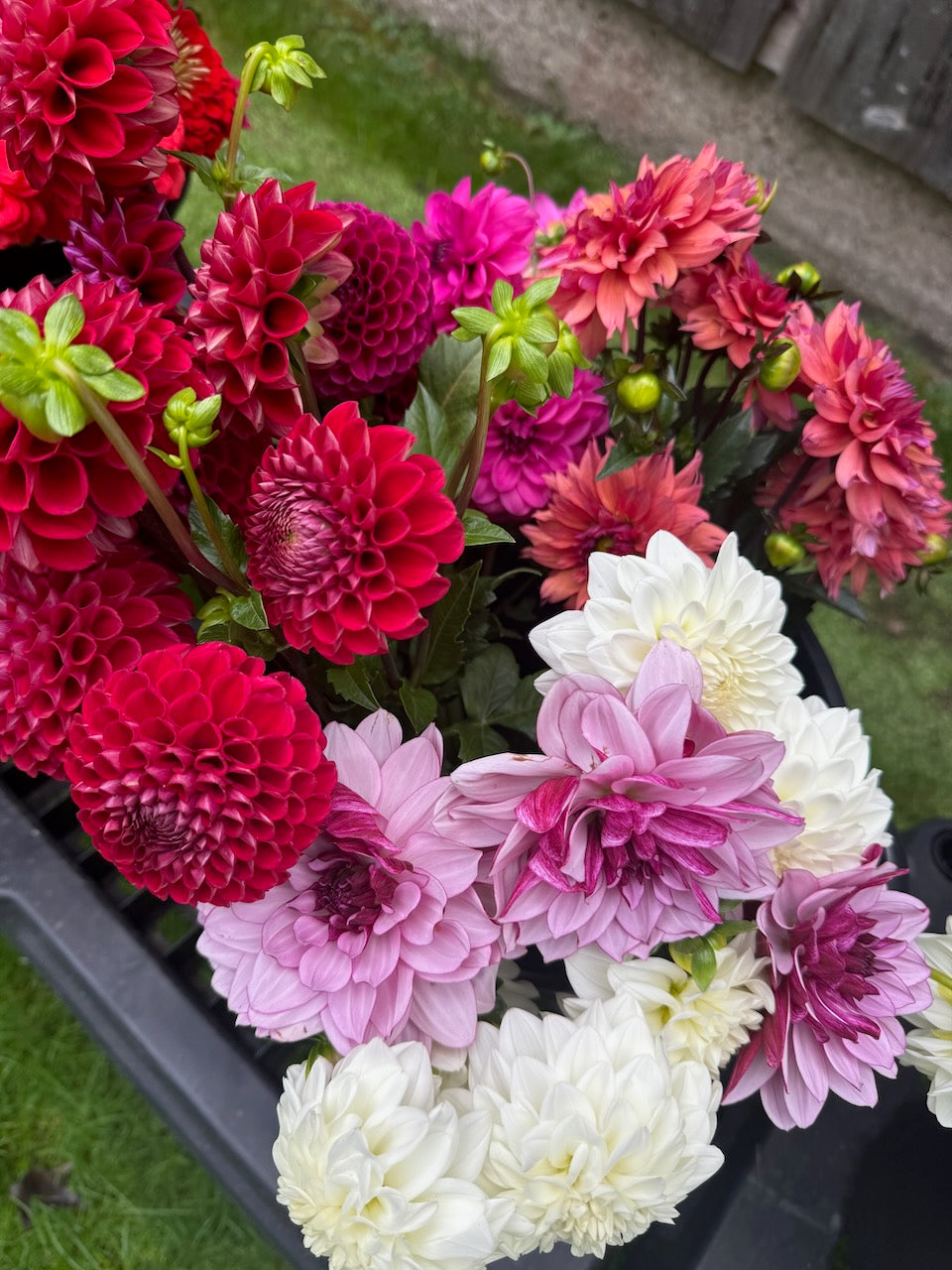 🌸 Premium Fall Dahlia Flower Share 2026 (6 weeks August-September)