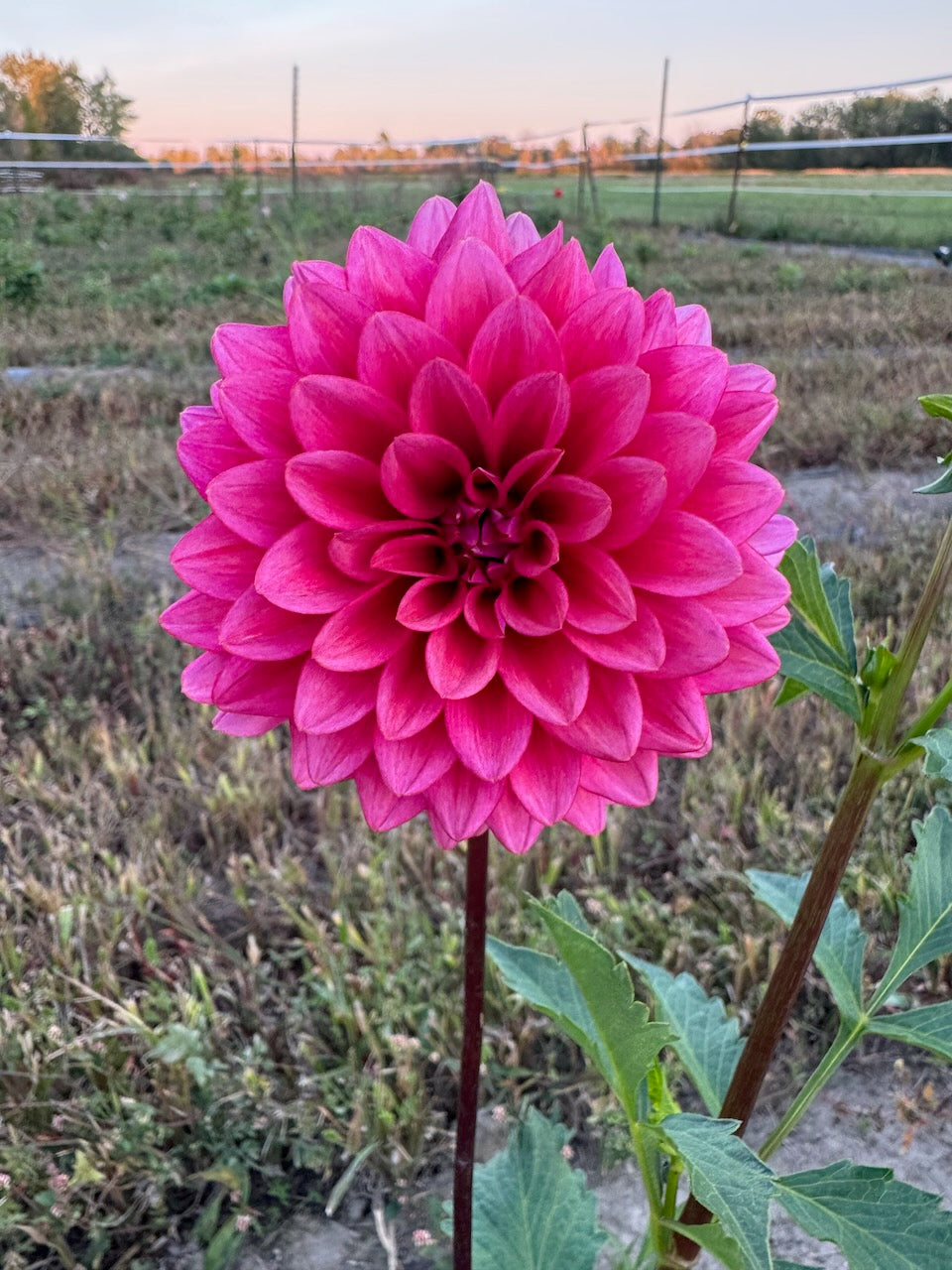 🌸 Premium Fall Dahlia Flower Share 2026 (6 weeks August-September)