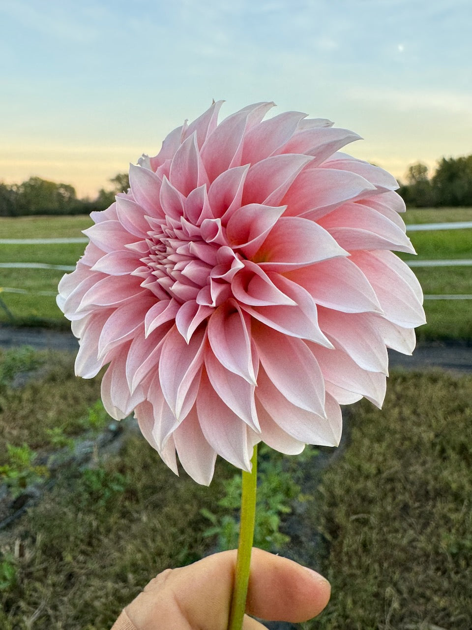 🌸 Premium Fall Dahlia Flower Share 2026 (6 weeks August-September)