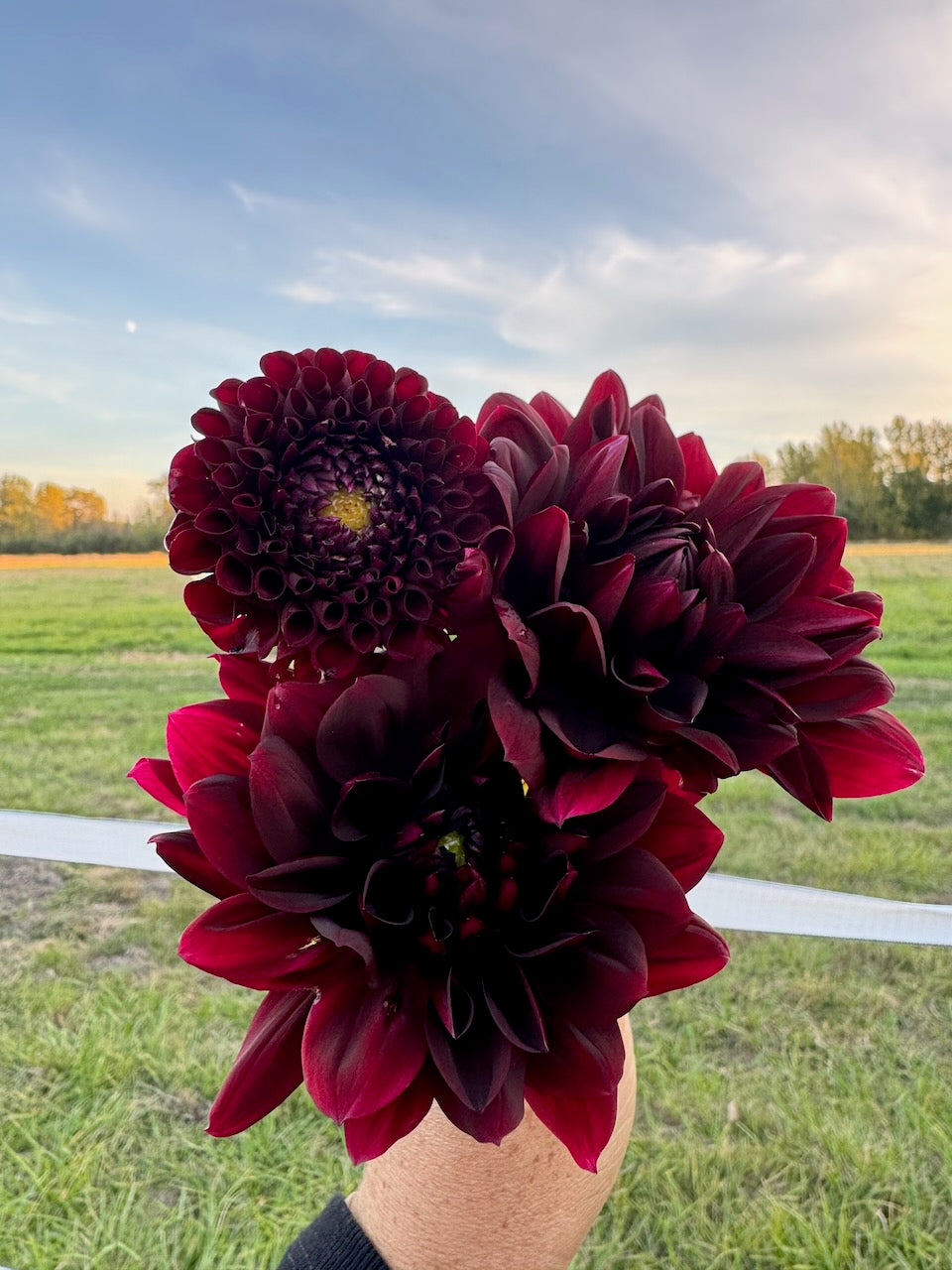 🌸 Premium Fall Dahlia Flower Share 2026 (6 weeks August-September)