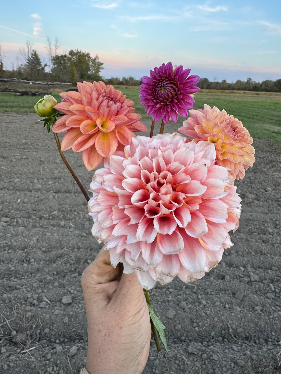 🌸 Premium Fall Dahlia Flower Share 2026 (6 weeks August-September)