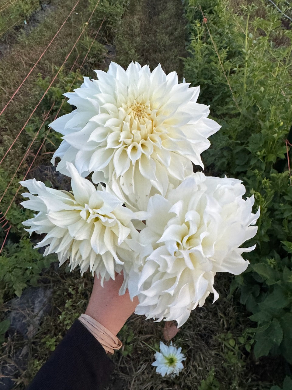 🌸 Premium Fall Dahlia Flower Share 2026 (6 weeks August-September)