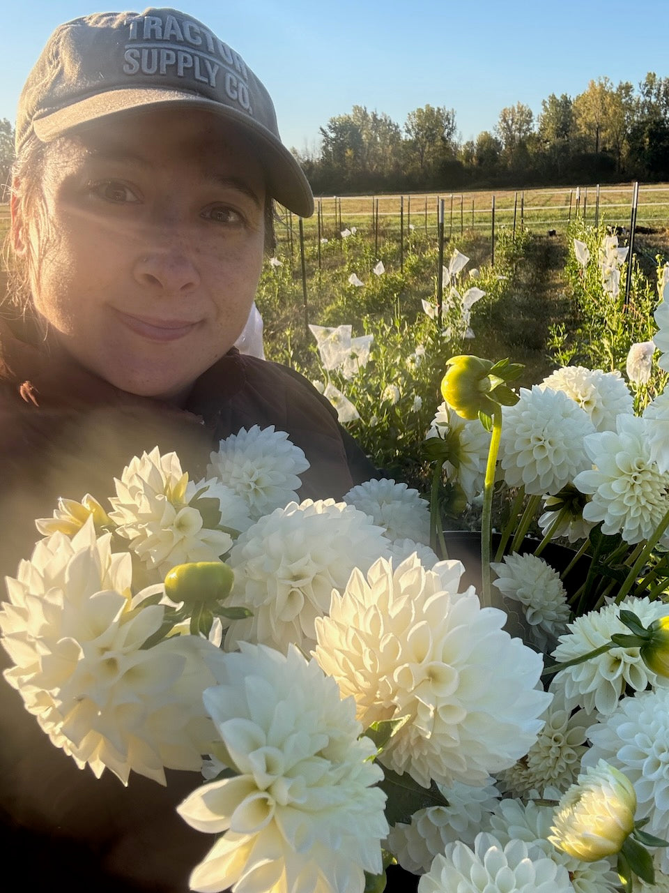 🌸 Premium Fall Dahlia Flower Share 2026 (6 weeks August-September)