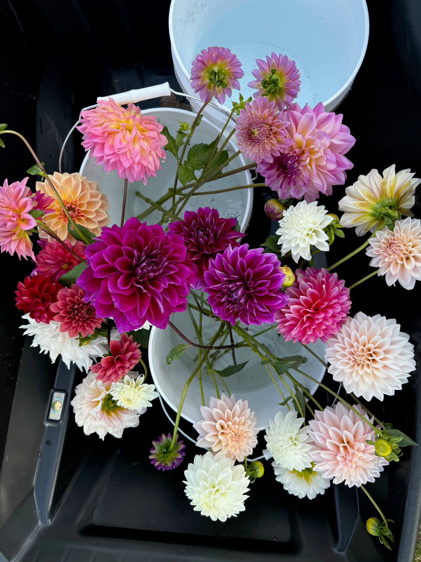 2025 September Dahlia Bouquet Subscription (4 Weeks)