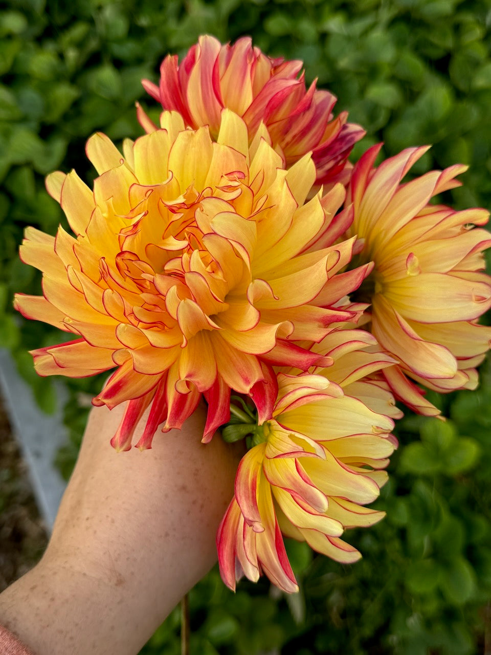🌸 Premium Fall Dahlia Flower Share 2026 (6 weeks August-September)