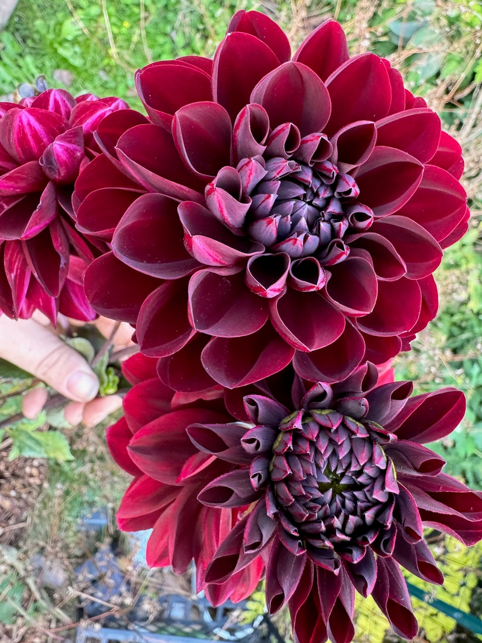 🌸 Premium Fall Dahlia Flower Share 2026 (6 weeks August-September)