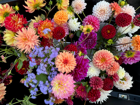 2025 Dahlia Bouquet Subscription (8 Weeks)