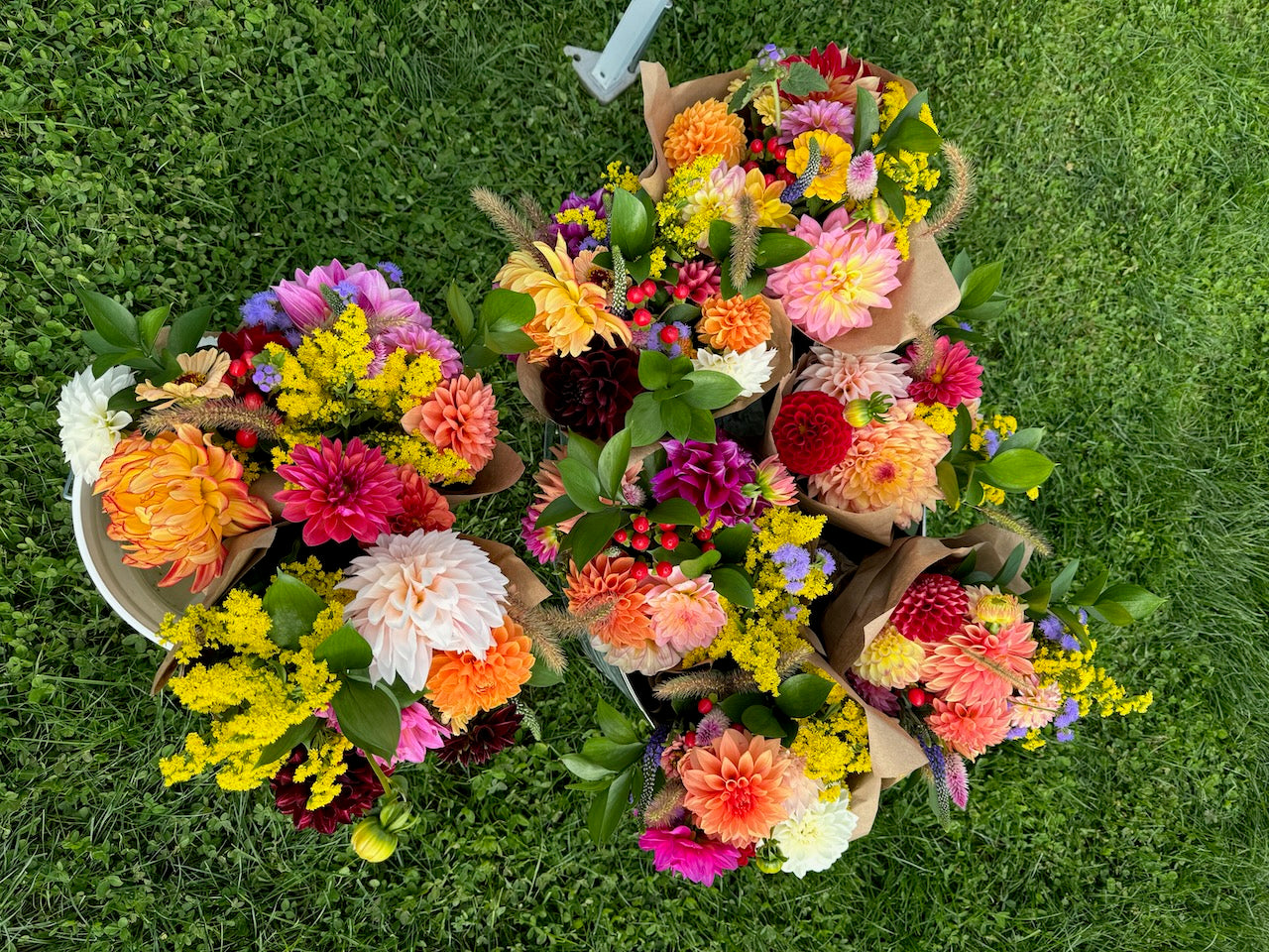 🌸 Premium Fall Dahlia Flower Share 2026 (6 weeks August-September)