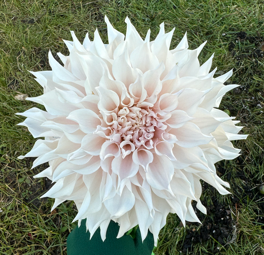 KA's™ Lavender Blush