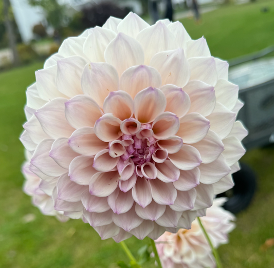 KA's Pearl