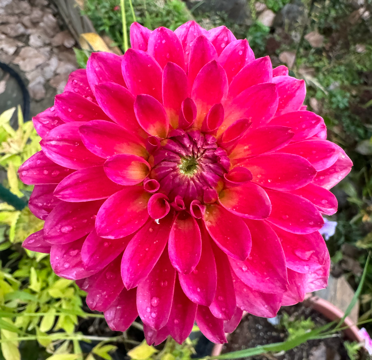 Pink Starburst