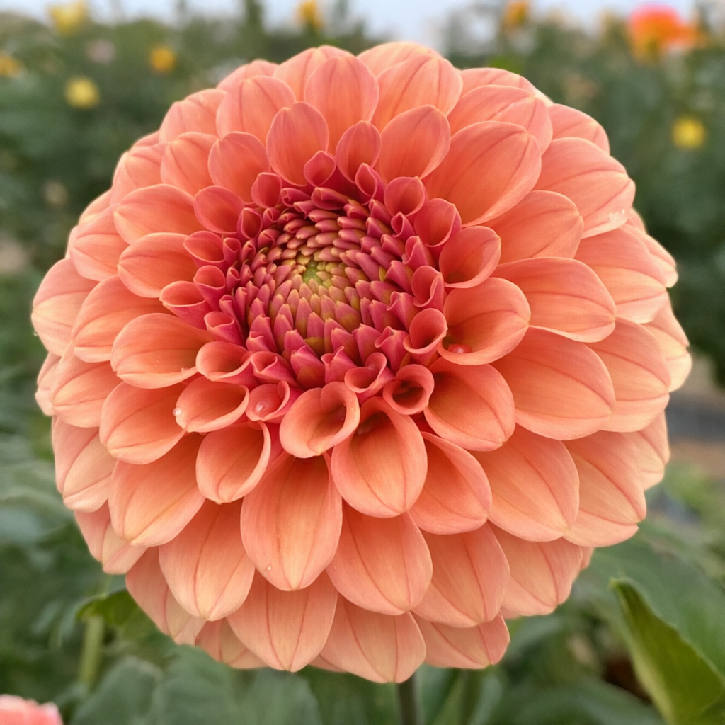 Rose Toscano