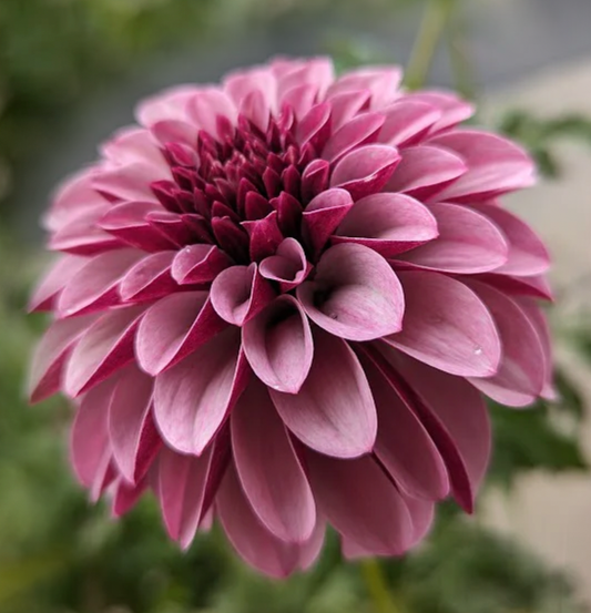 Salish Twilight Girl