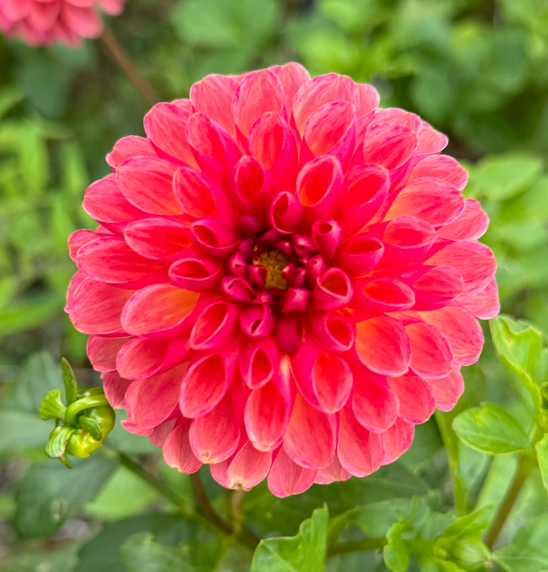 KA's™ Boho Peach