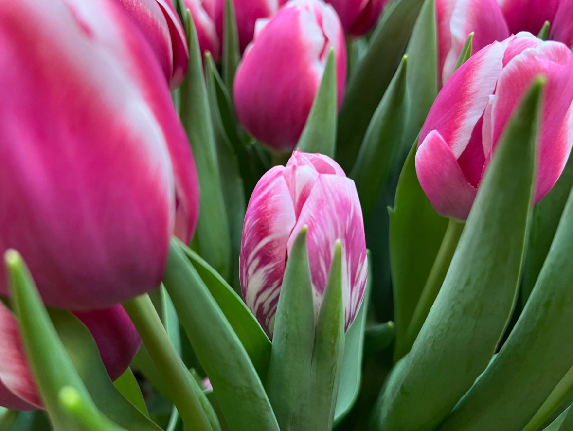 🌷 Winter Tulip Share (6 weeks, late February-March)