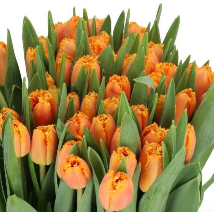 🌷 Winter Tulip Share (6 weeks, late February-March)
