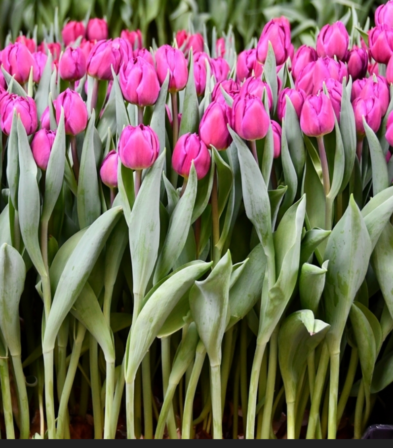 🌷 Winter Tulip Share (6 weeks, late February-March)