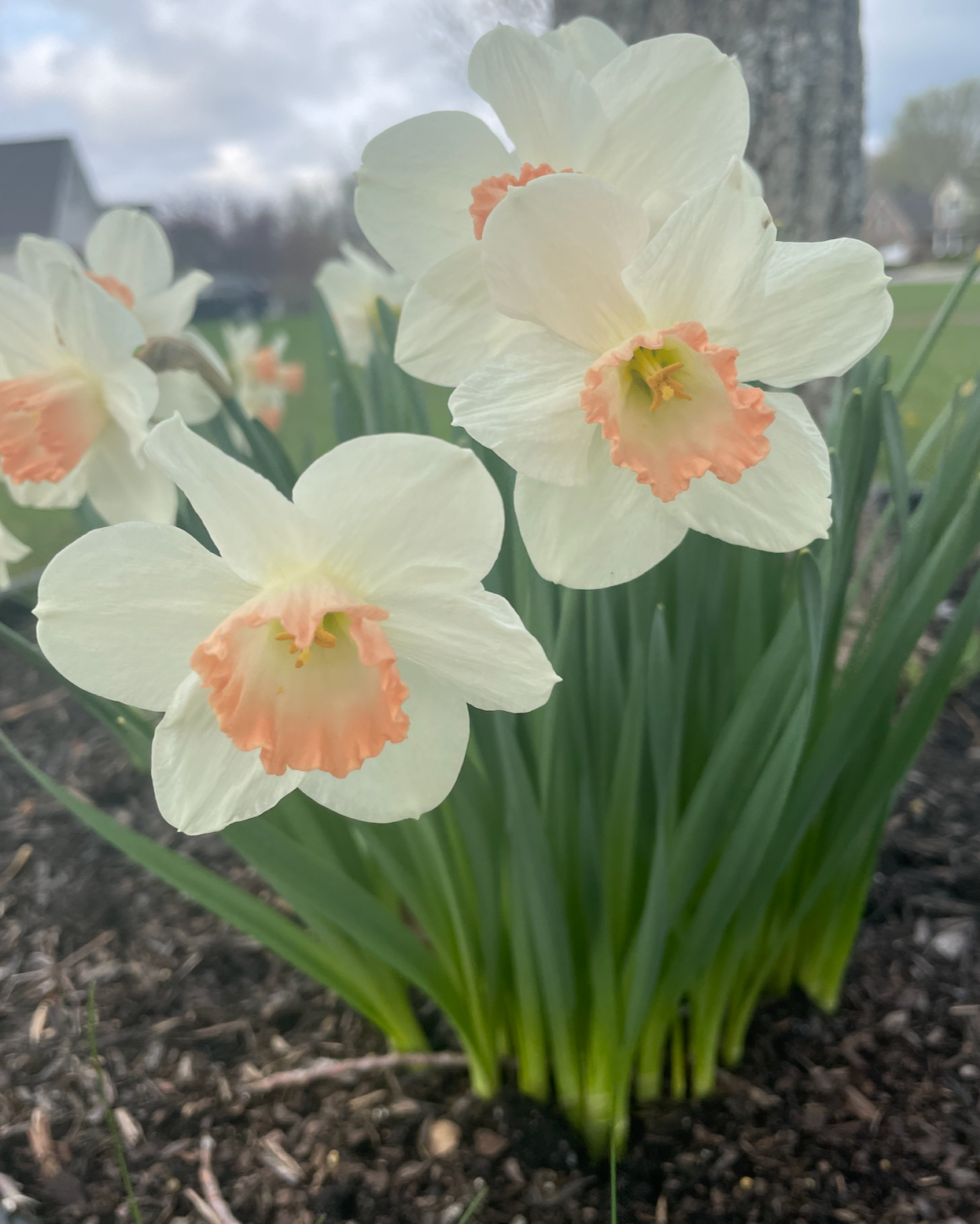 🌸 Premium Spring Flower Share (8 weeks, April-June)